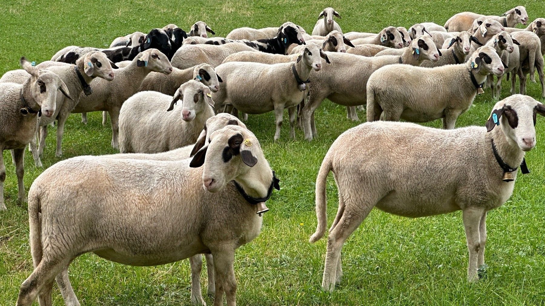 © SZZV KÄRNTEN, Liebchen, Schafe Ziegen Aktuell